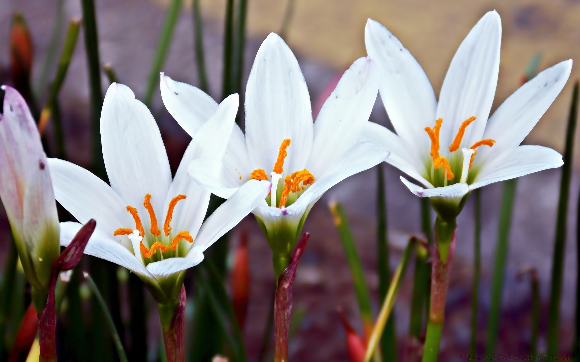 fiori natura fiore pasqua flora petalo foglia fioritura giardino estate stagione bel tempo luminoso crescita all aperto floreale erba