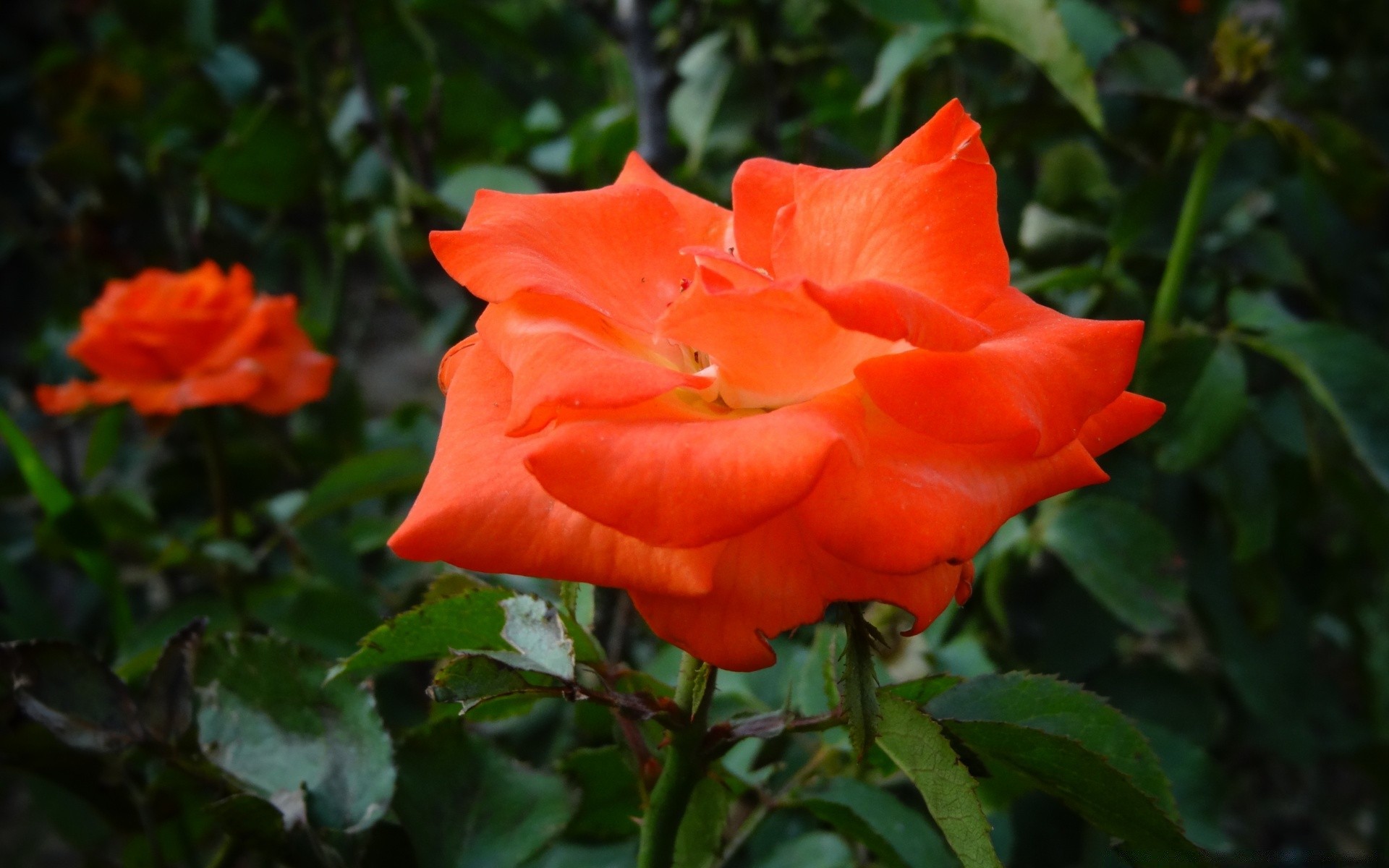 flowers flower nature garden flora leaf rose petal blooming floral outdoors color summer