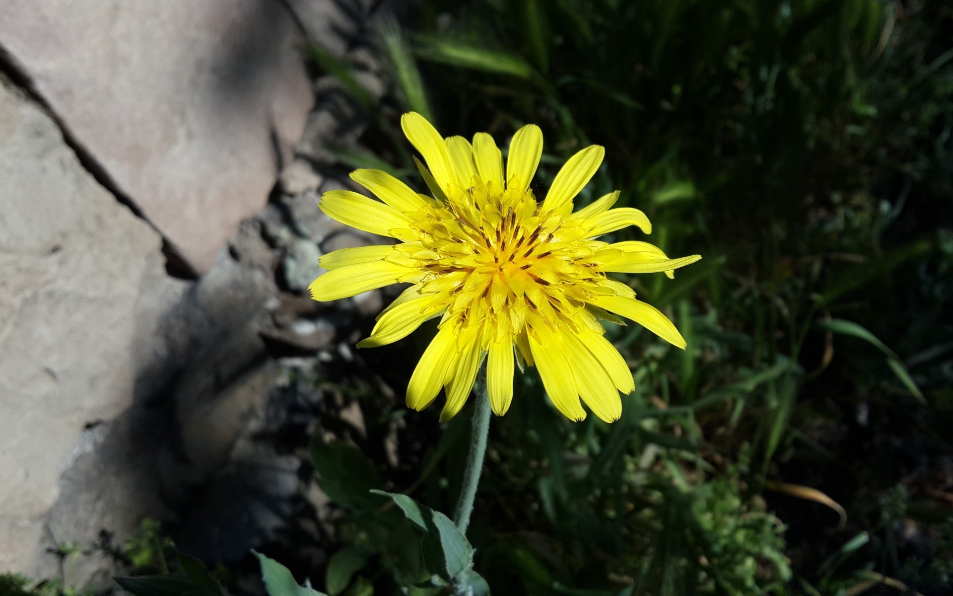 flowers nature flower summer outdoors garden flora leaf grass