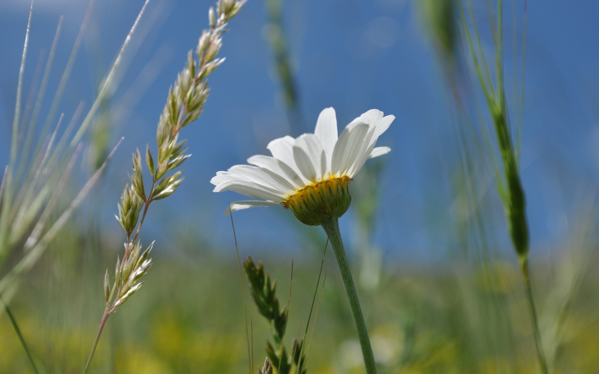 flowers field nature summer rural hayfield grass flora pasture growth flower fair weather sun chamomile season bright outdoors close-up garden agriculture