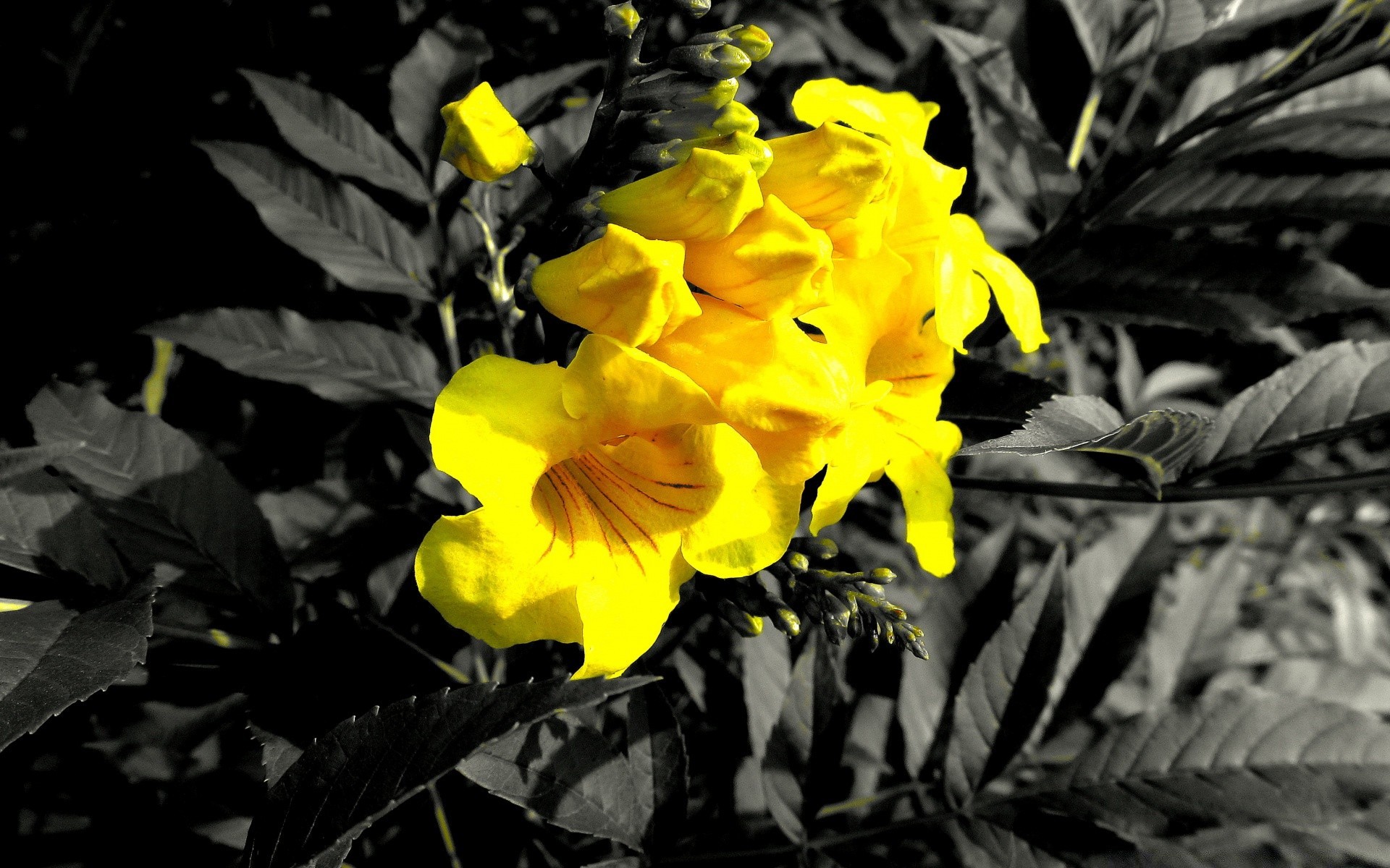 flores hoja flor flora naturaleza jardín color verano bluming floral pétalo árbol estación crecimiento al aire libre