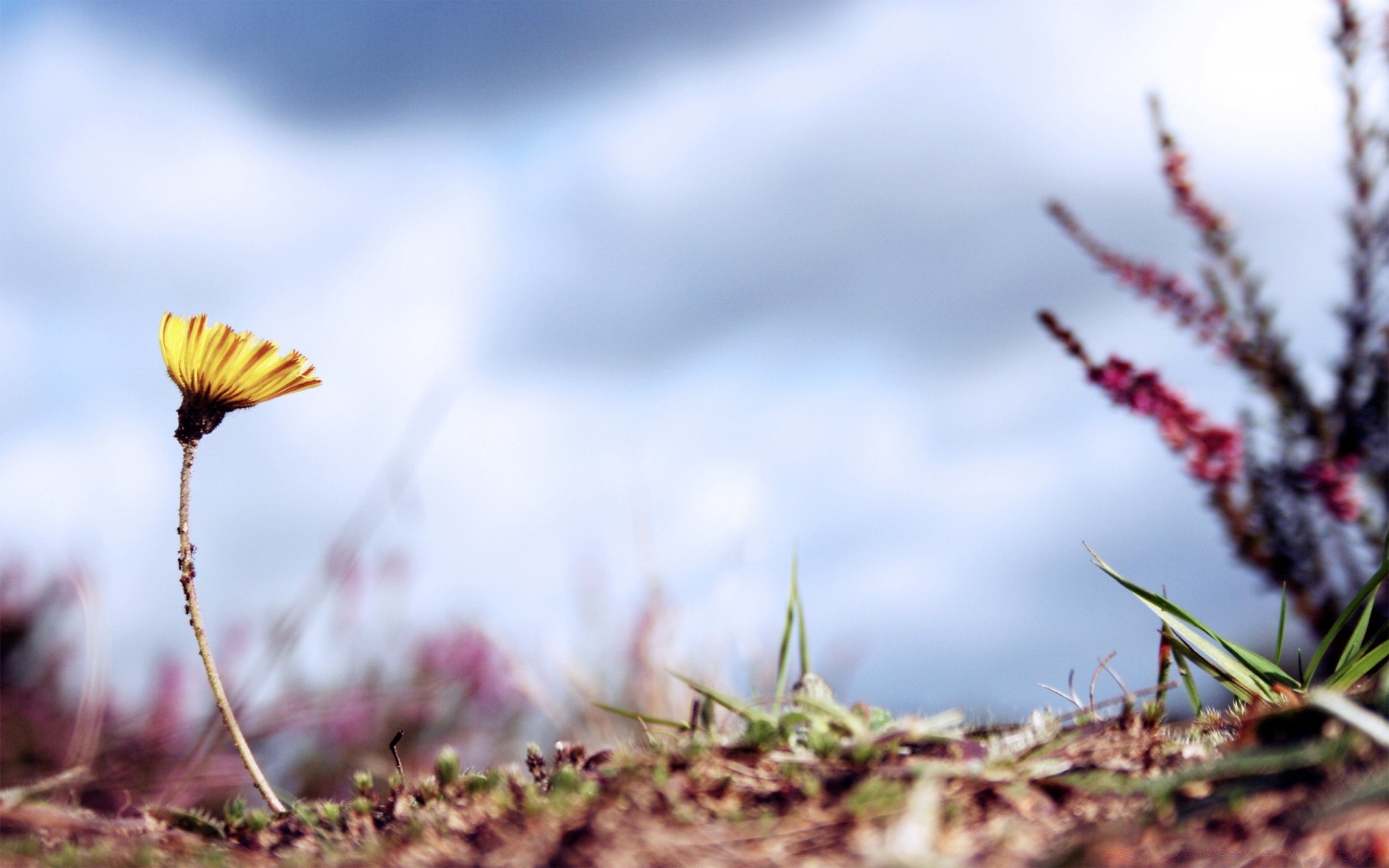 blumen natur blume sonne dof gras blatt sommer im freien gutes wetter flora himmel garten feld wachstum baum wild