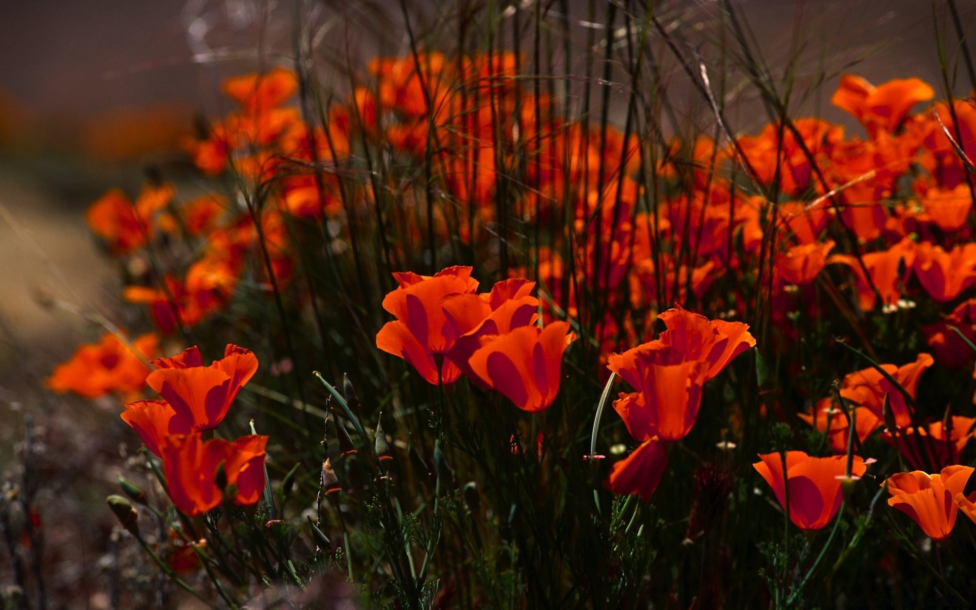 fleurs fleur flore nature en plein air jardin feuille couleur champ bluming beau temps poppy croissance été saison foin floral lumineux pétale herbe