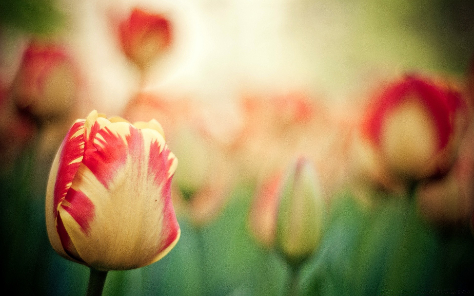 fiori tulipano fiore natura estate giardino flora pasqua colore amore luminoso foglia petalo floreale bella sfocatura