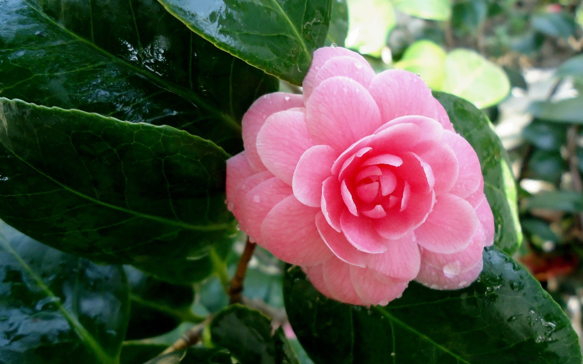 flowers nature leaf flora flower garden blooming petal summer floral beautiful bright close-up color