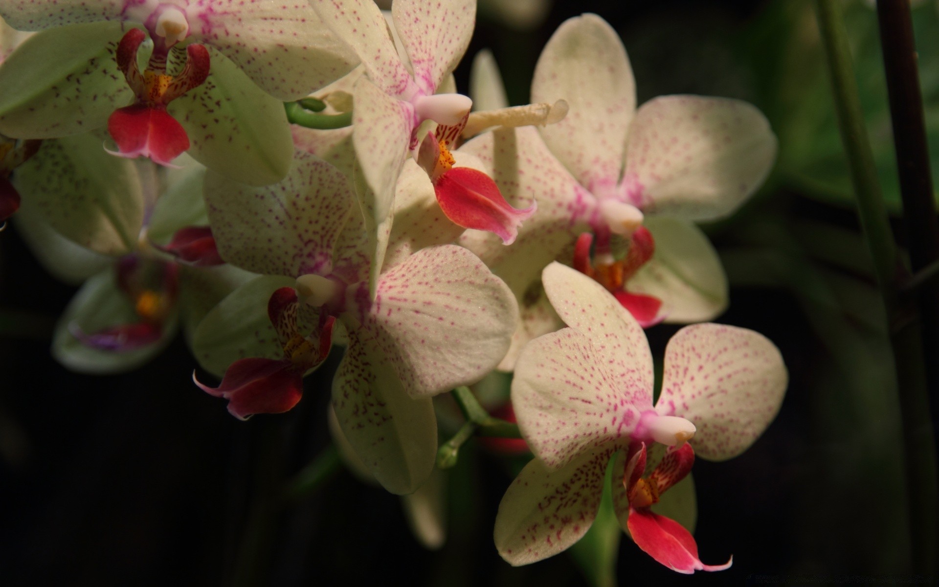 fiori fiore natura flora floreale giardino petalo fiore tropicale foglia bella colore orchidea close-up phalaenopsis decorazione ramo esotico botanico luminoso romantico