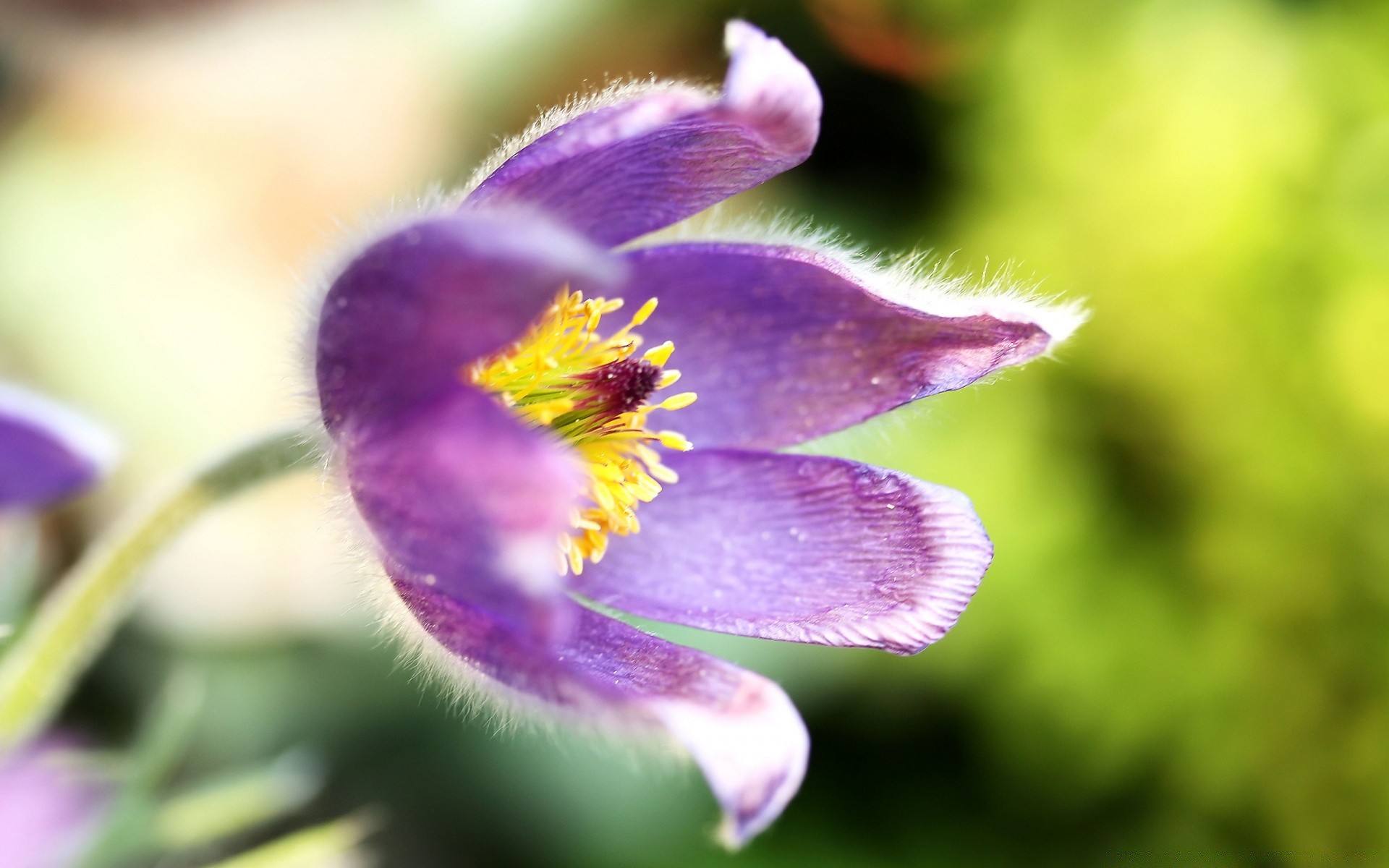 fleurs nature fleur flore à l extérieur jardin feuille été flou pétale sauvage bluming croissance