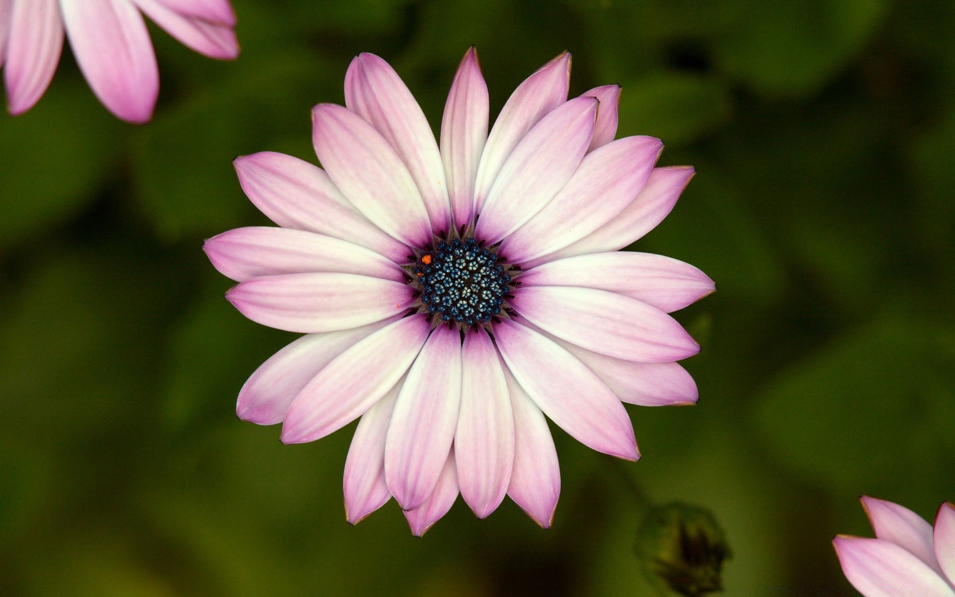 fiori fiore flora natura estate petalo fiore giardino floreale colore bella foglia luminoso delicato primo piano