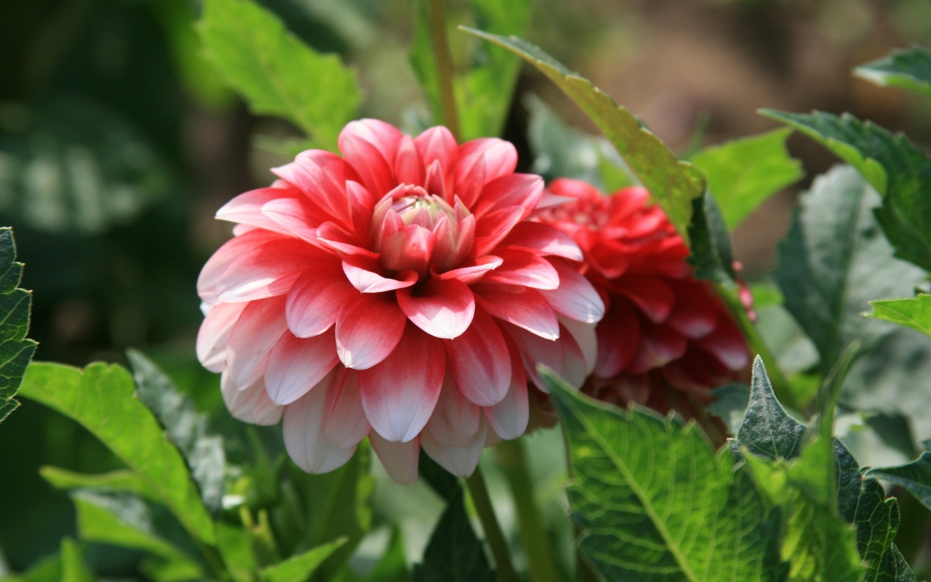 kwiaty natura flora ogród liść kwiat lato kwiatowy bluming sezon płatek wzrost kolor zbliżenie na zewnątrz botaniczny żywy