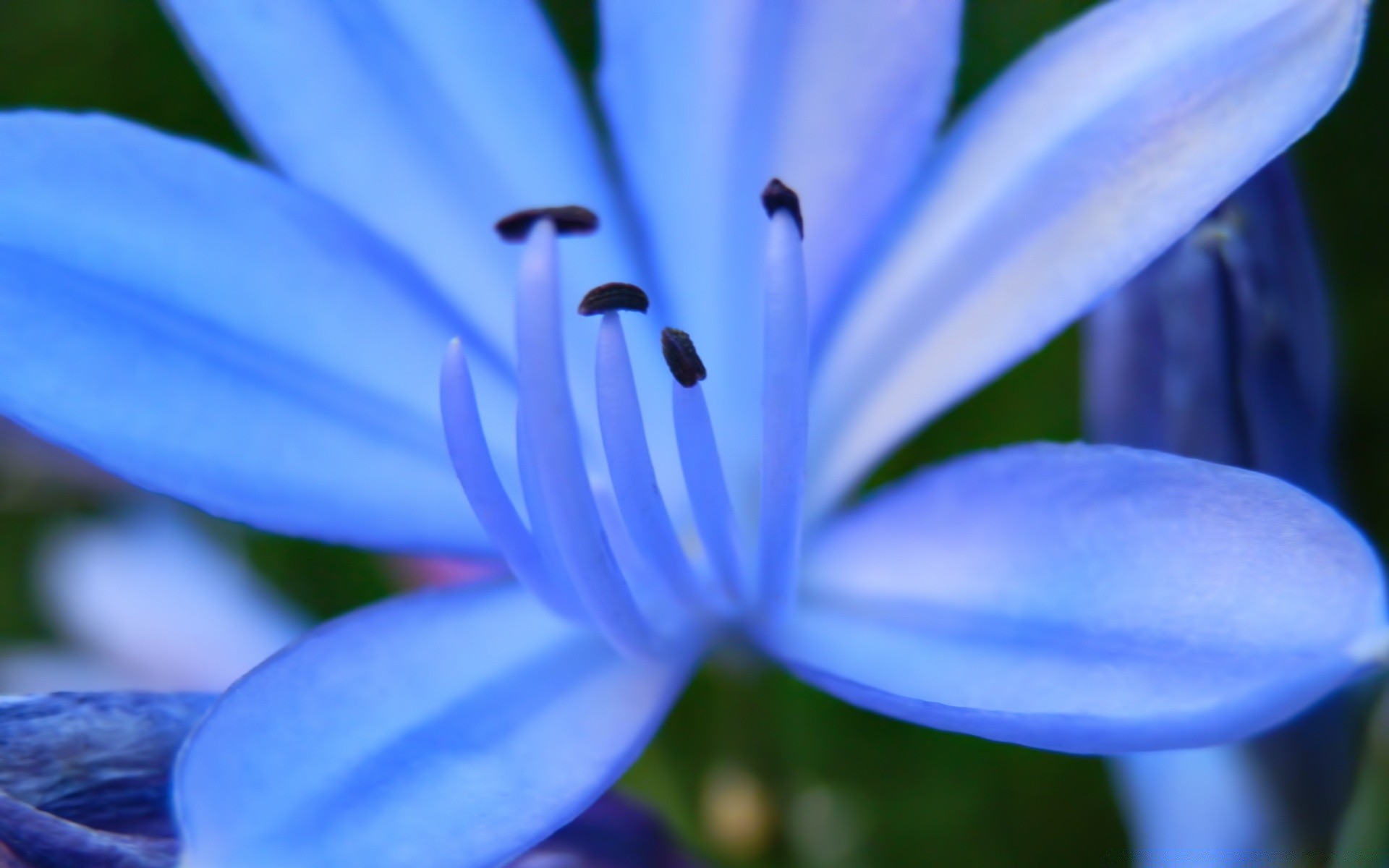 çiçekler doğa çiçek flora bulanıklık yaprak narin yaz petal renk bahçe çiçek büyüme açık havada güzel yakın çekim