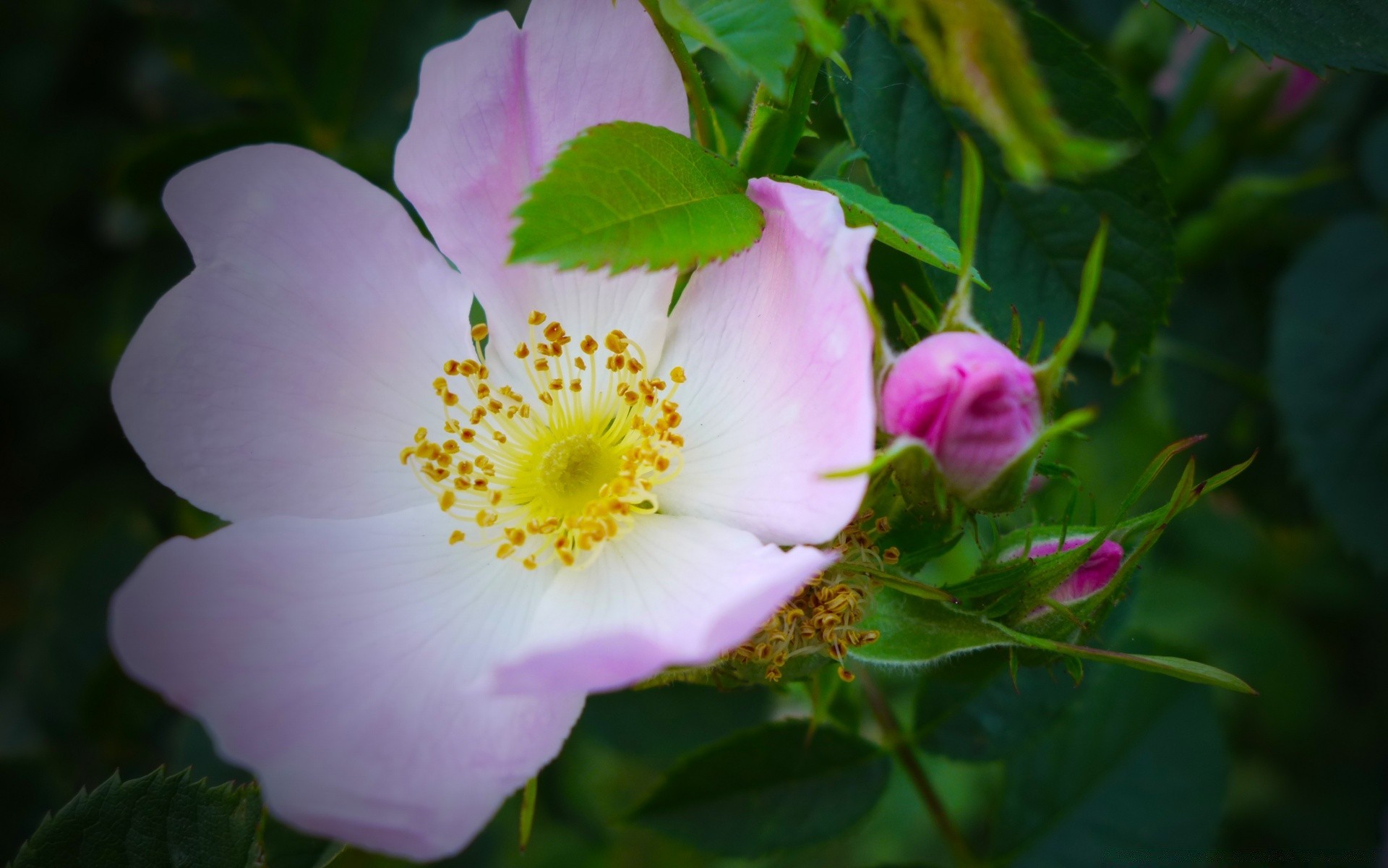 flowers nature leaf flower flora summer growth garden outdoors blooming rose bright shrub pollen petal