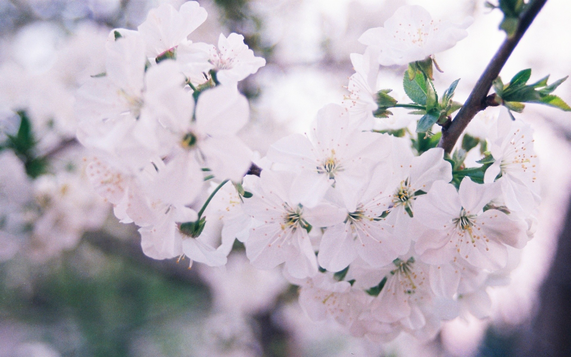 çiçekler çiçek flora doğa bahçe yaprak kiraz ağaç şube çiçek çiçeklenme büyüme taçyaprağı yakın çekim sezon yaz dostum açık havada güzel narin