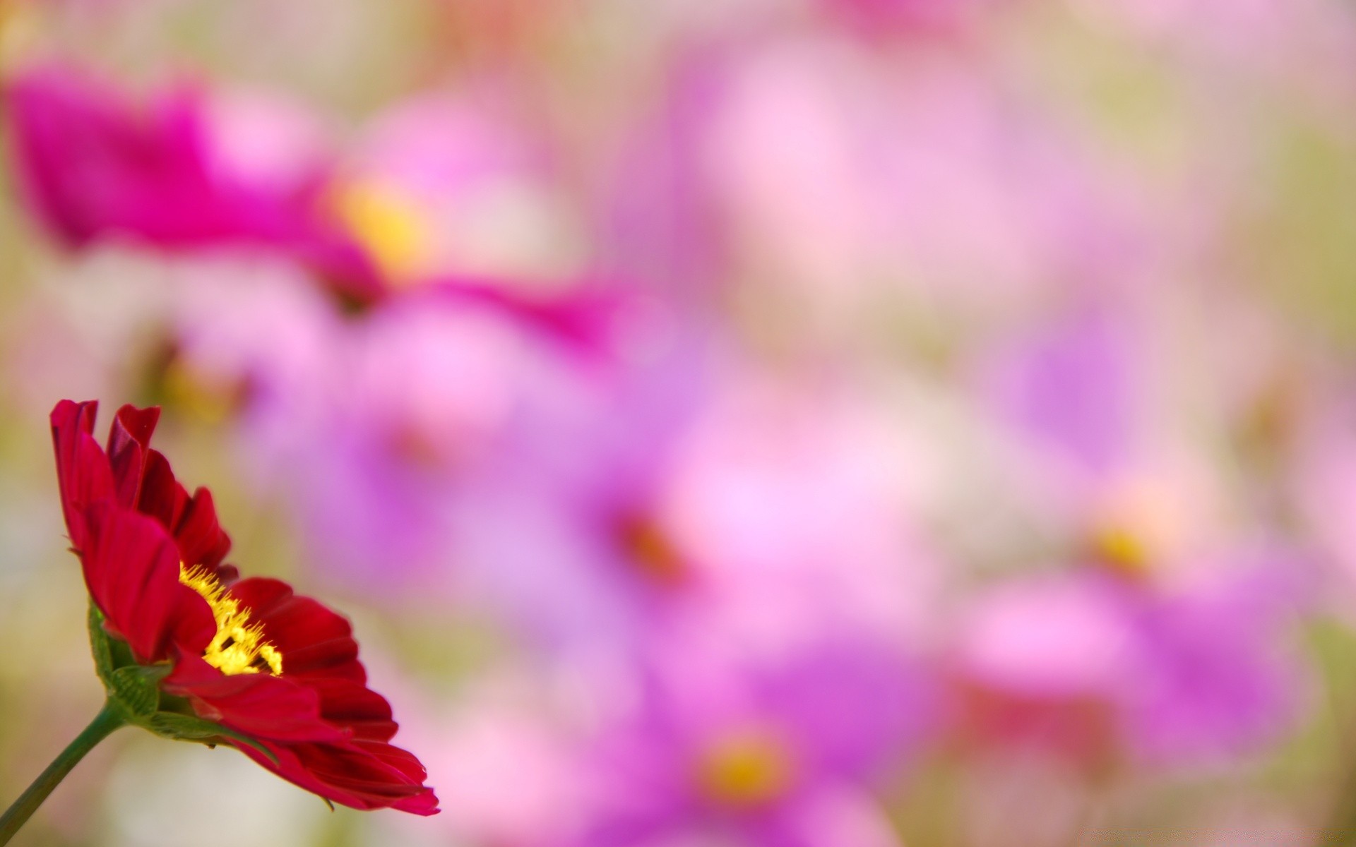 flowers nature flower summer flora bright garden color leaf field growth fair weather close-up petal floral blur sun outdoors dof