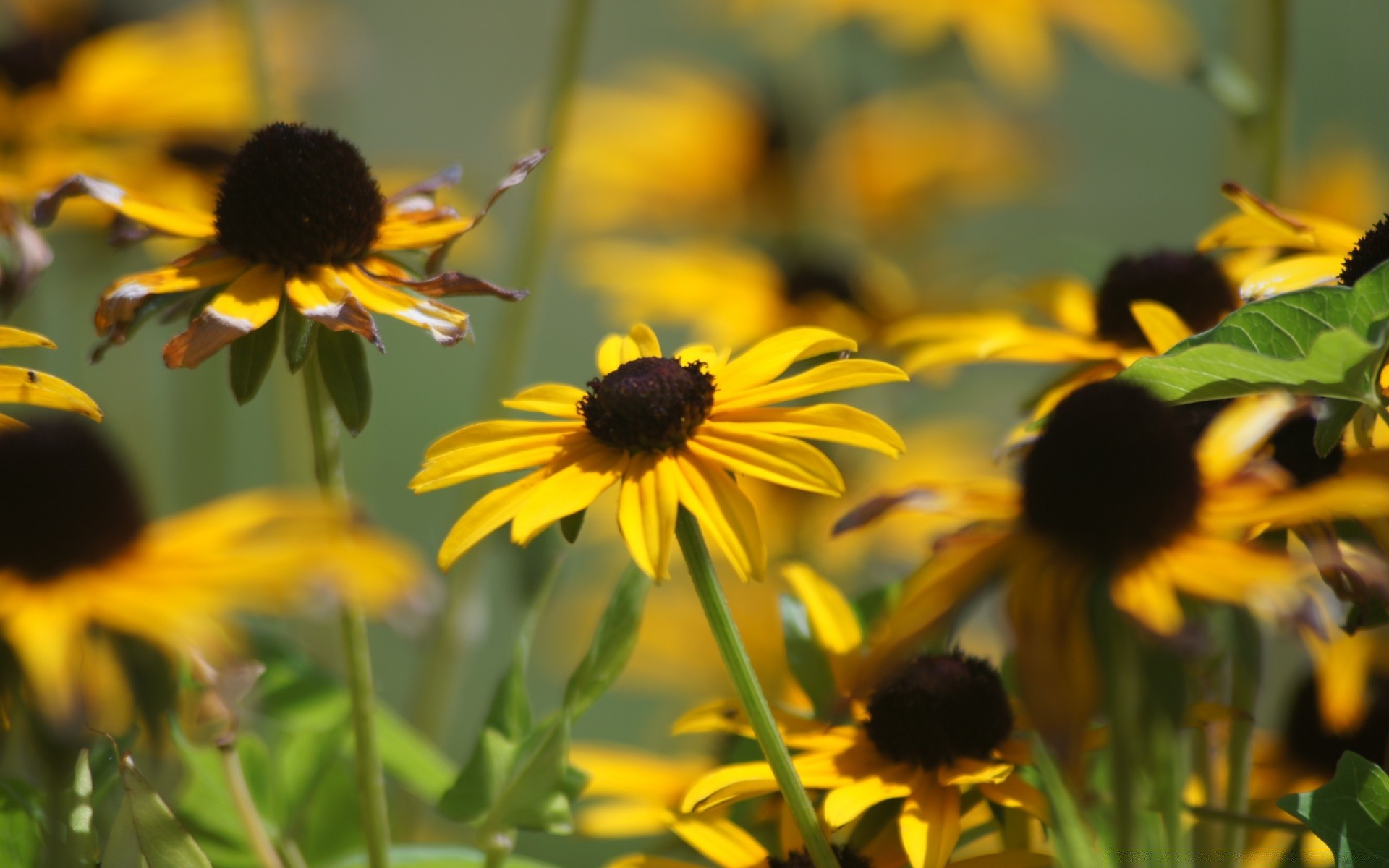 flowers nature flower summer field flora outdoors garden leaf hayfield fair weather sun rural coneflower floral growth bright