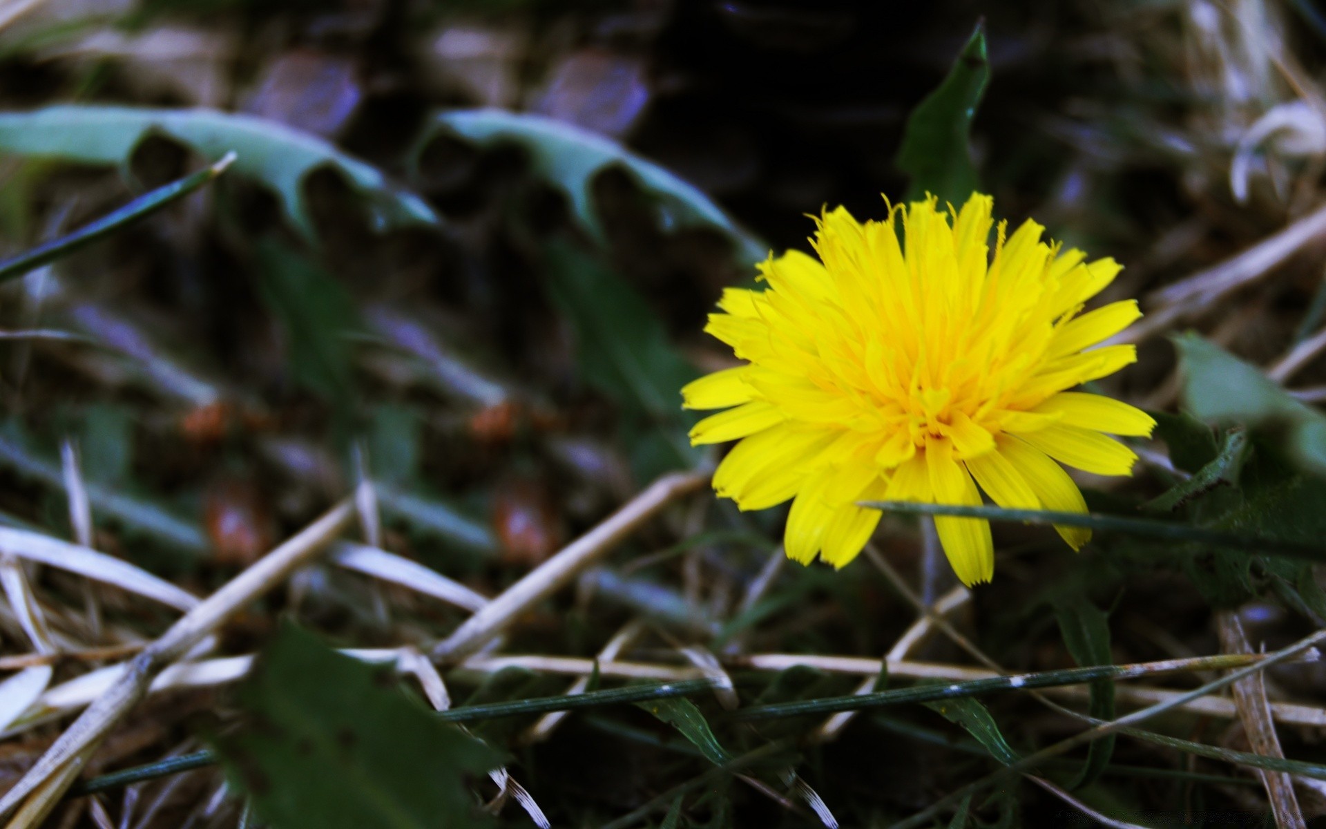 flowers nature leaf flower flora outdoors garden environment blooming color close-up grass