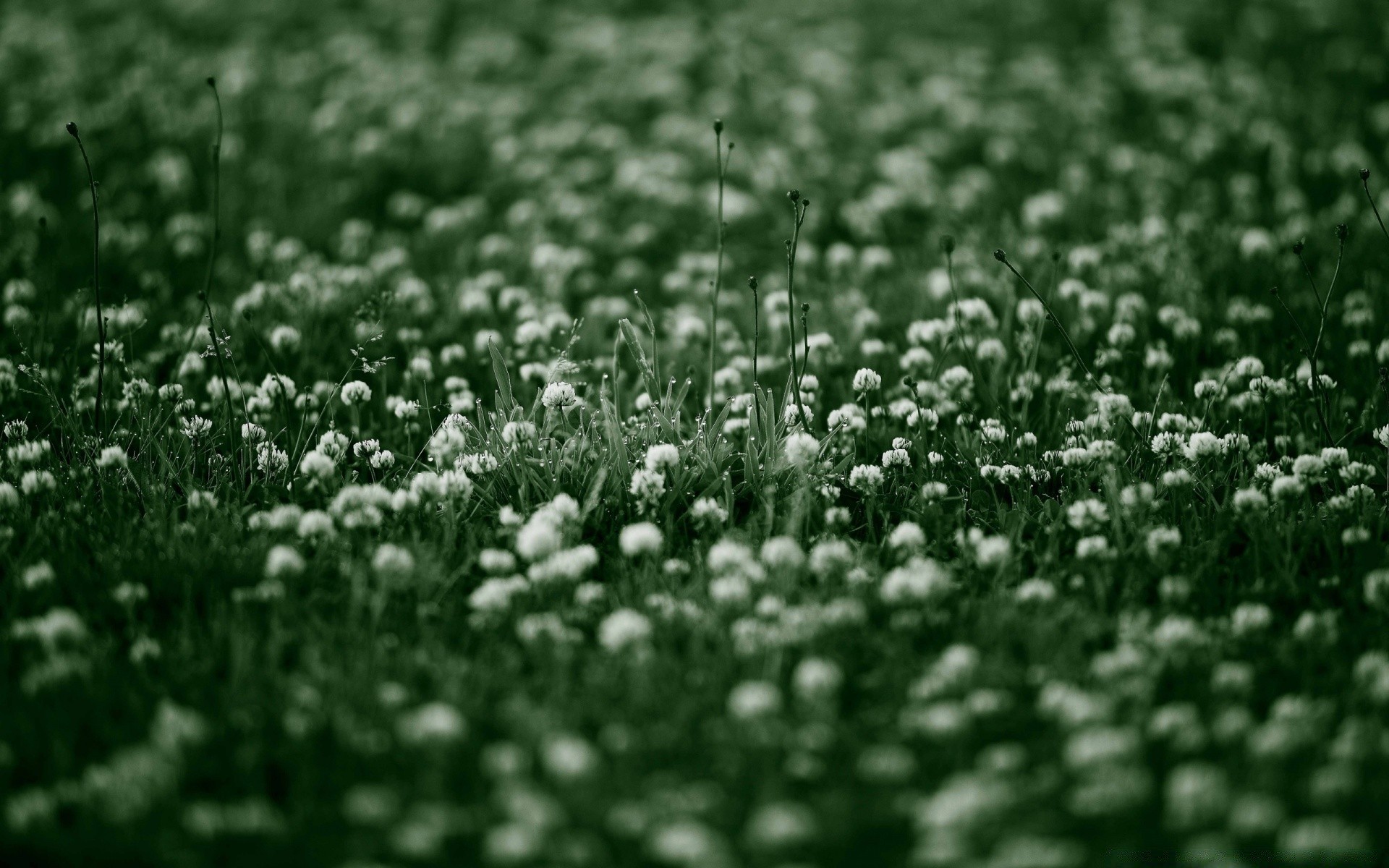 flores campo hierba heno naturaleza temporada flor flora rural al aire libre color granja crecimiento hoja agricultura césped escritorio textura suelo verano