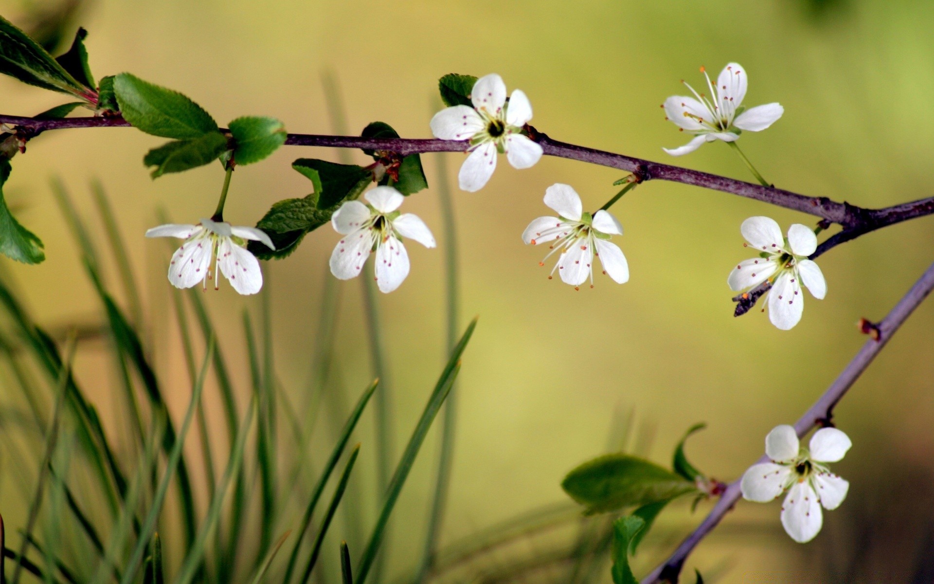 flowers nature flower flora leaf tree branch growth garden apple bud cherry season outdoors petal close-up blooming summer