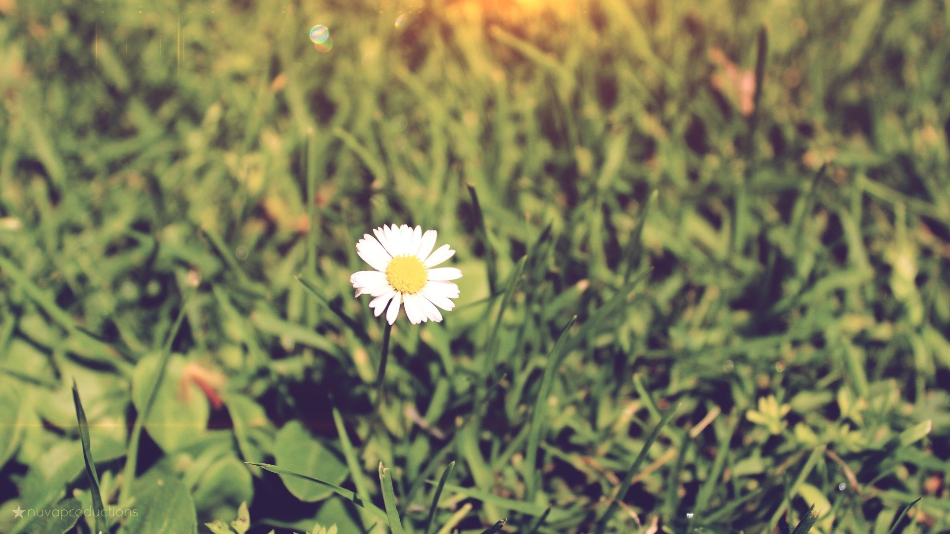 flowers nature flora flower summer field hayfield grass leaf season growth bright close-up garden floral fair weather sun rural color freshness environment