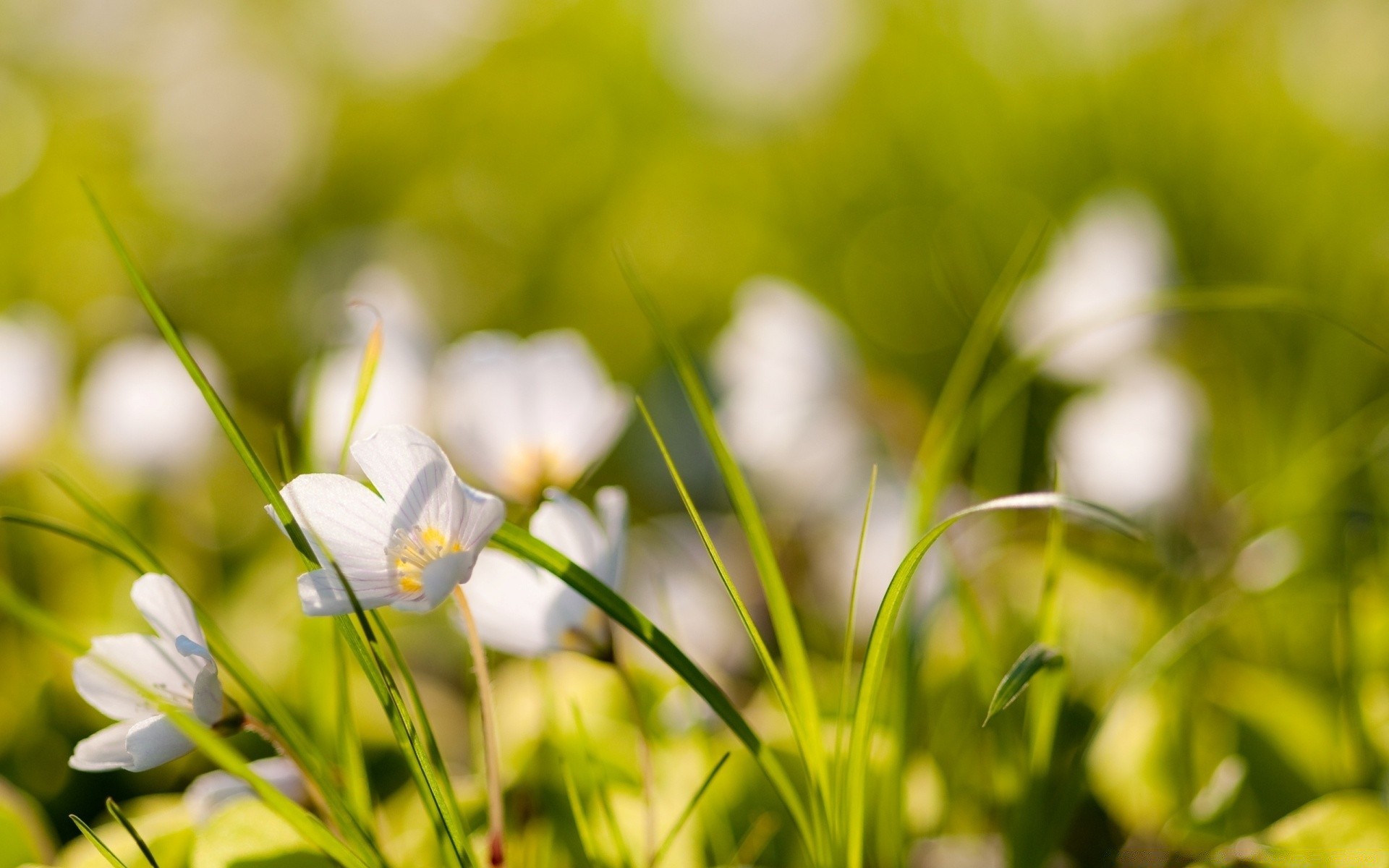 fleurs nature herbe été champ fleur jardin foin flore beau temps feuille soleil lumineux croissance pâques parc saison en plein air couleur rural