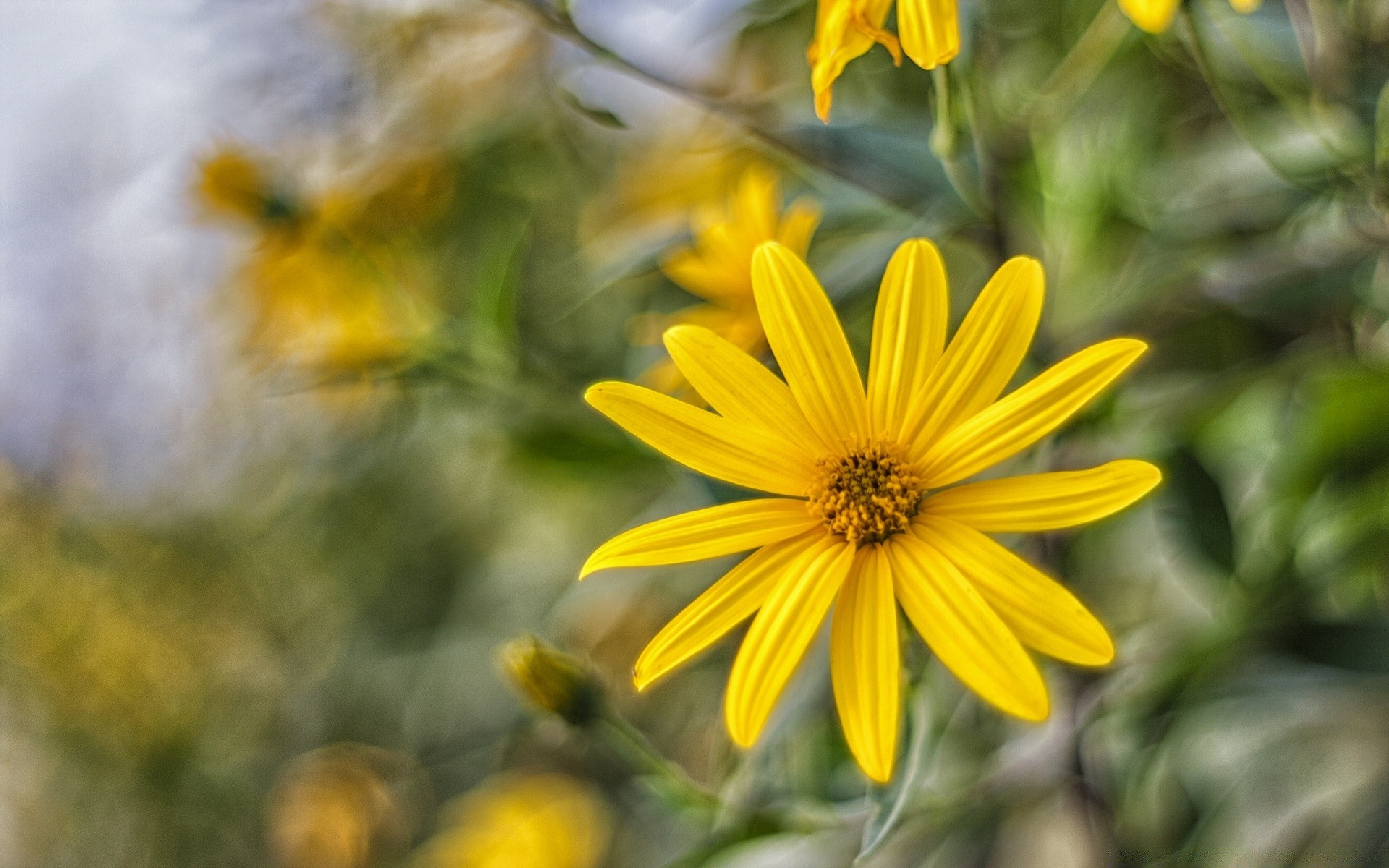 blumen natur sommer blume flora blatt garten im freien farbe feld hell gutes wetter