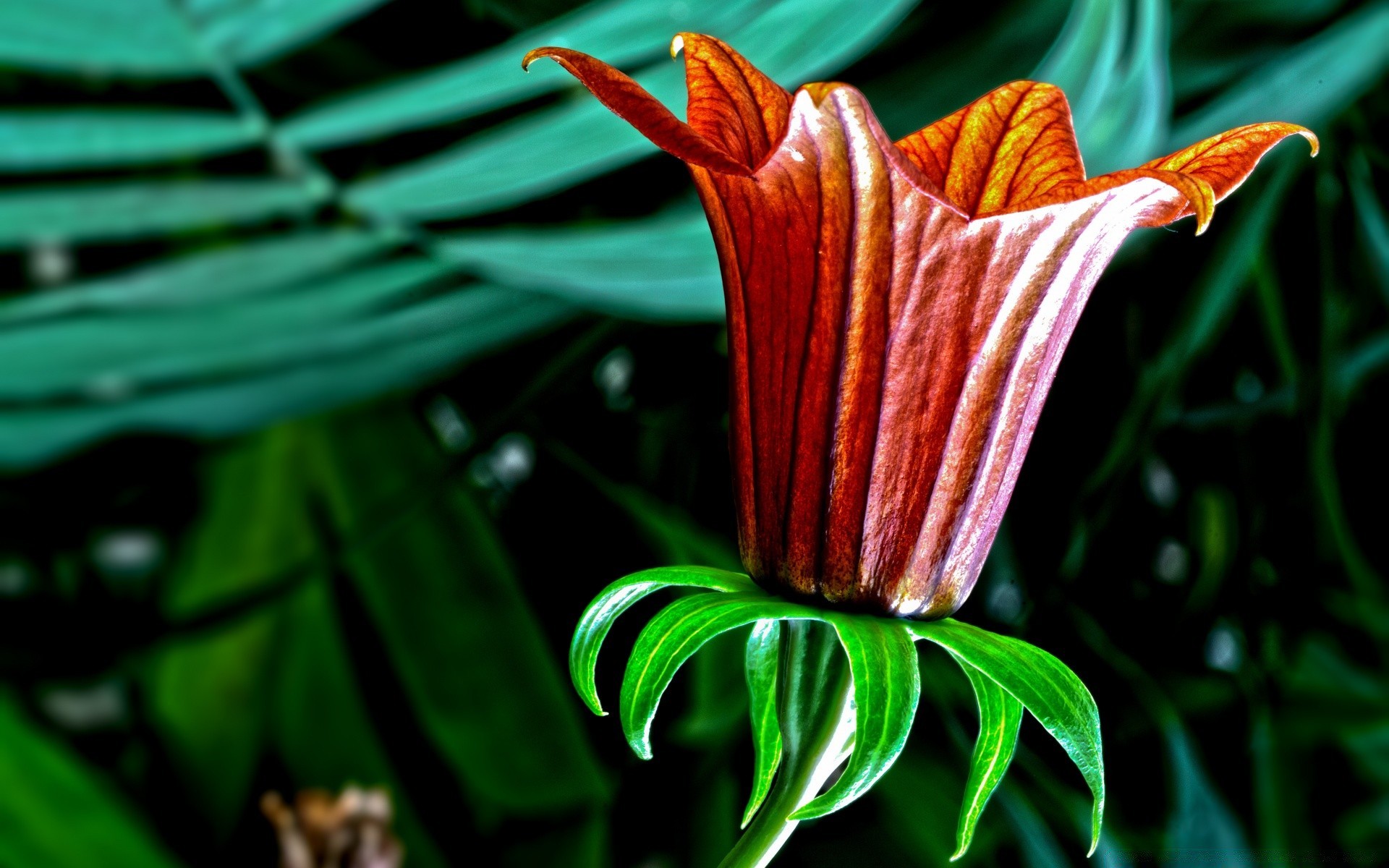 blumen natur blatt flora garten tropisch blume sommer im freien wachstum exotisch hell