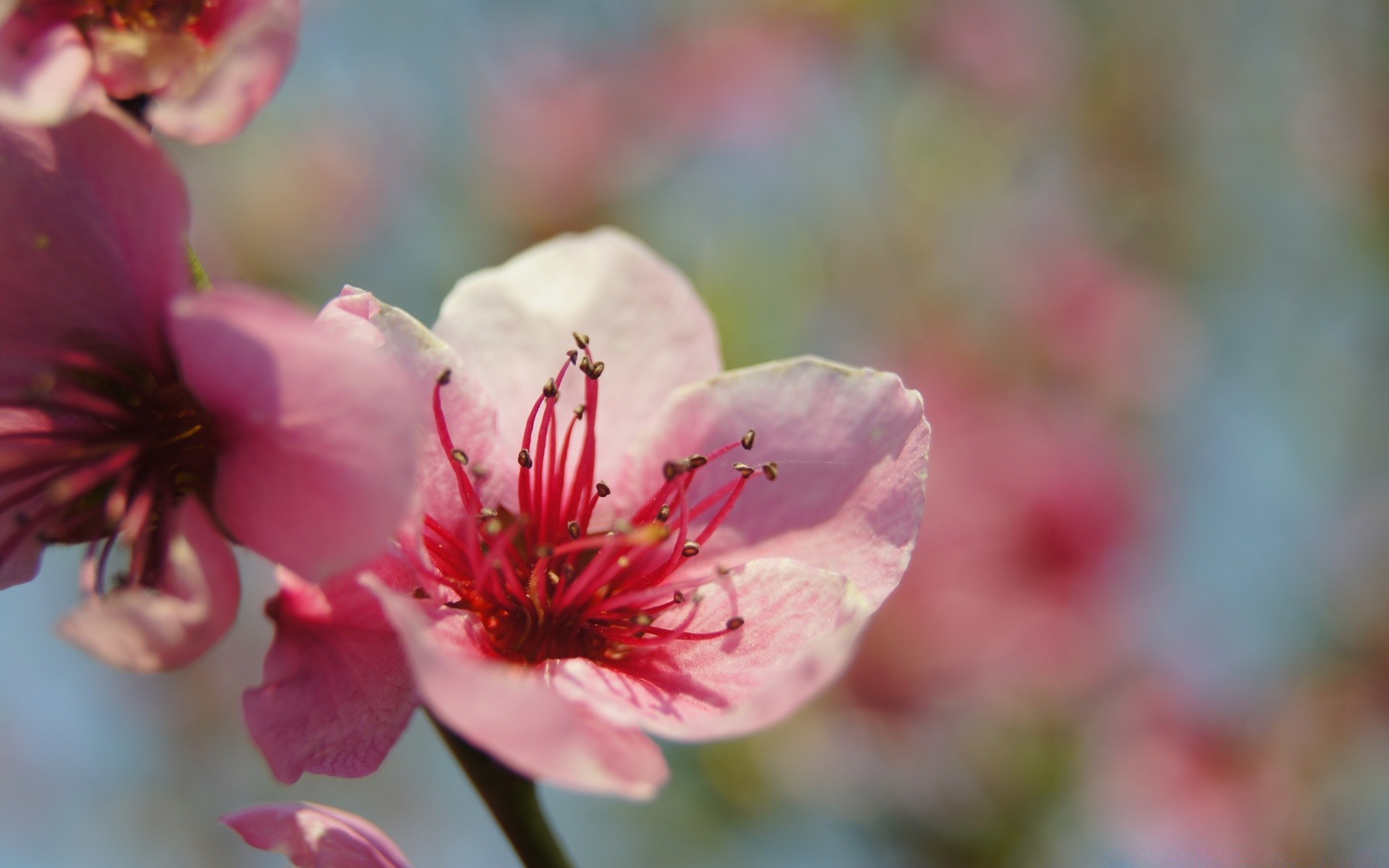 flowers flower nature flora garden outdoors leaf growth summer blur branch petal cherry delicate dof bud