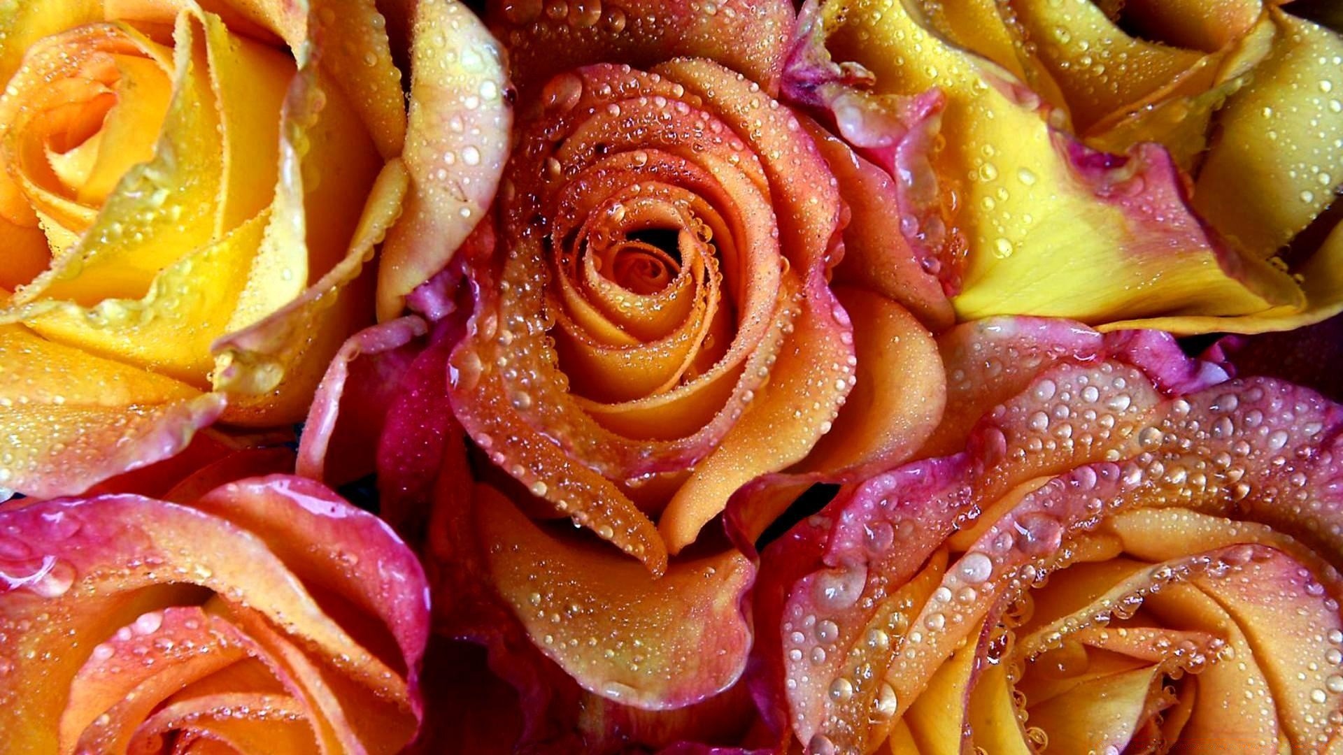 fiori cibo delizioso primo piano rosa