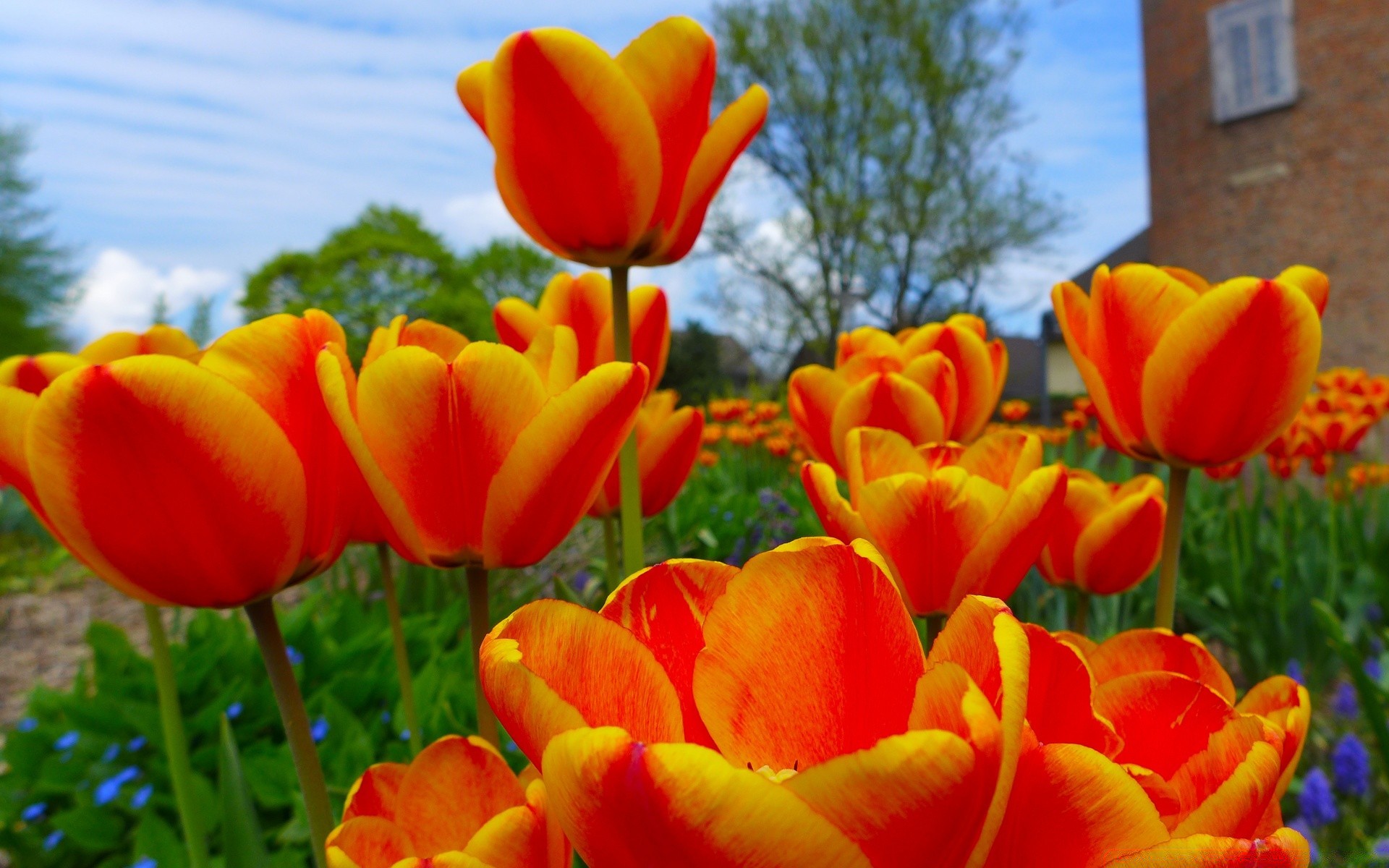 природа цветы оранжевые тюльпаны загрузить
