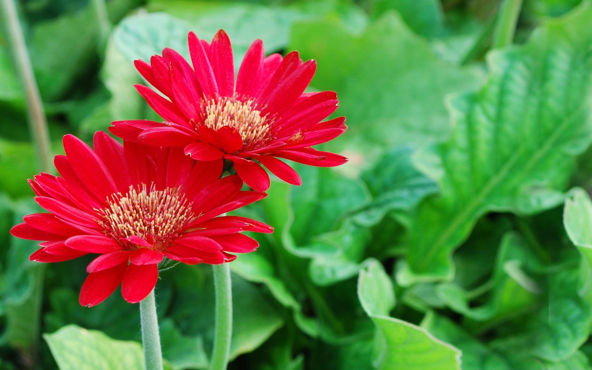 flowers nature flora summer leaf flower garden close-up blooming petal floral growth bright color outdoors