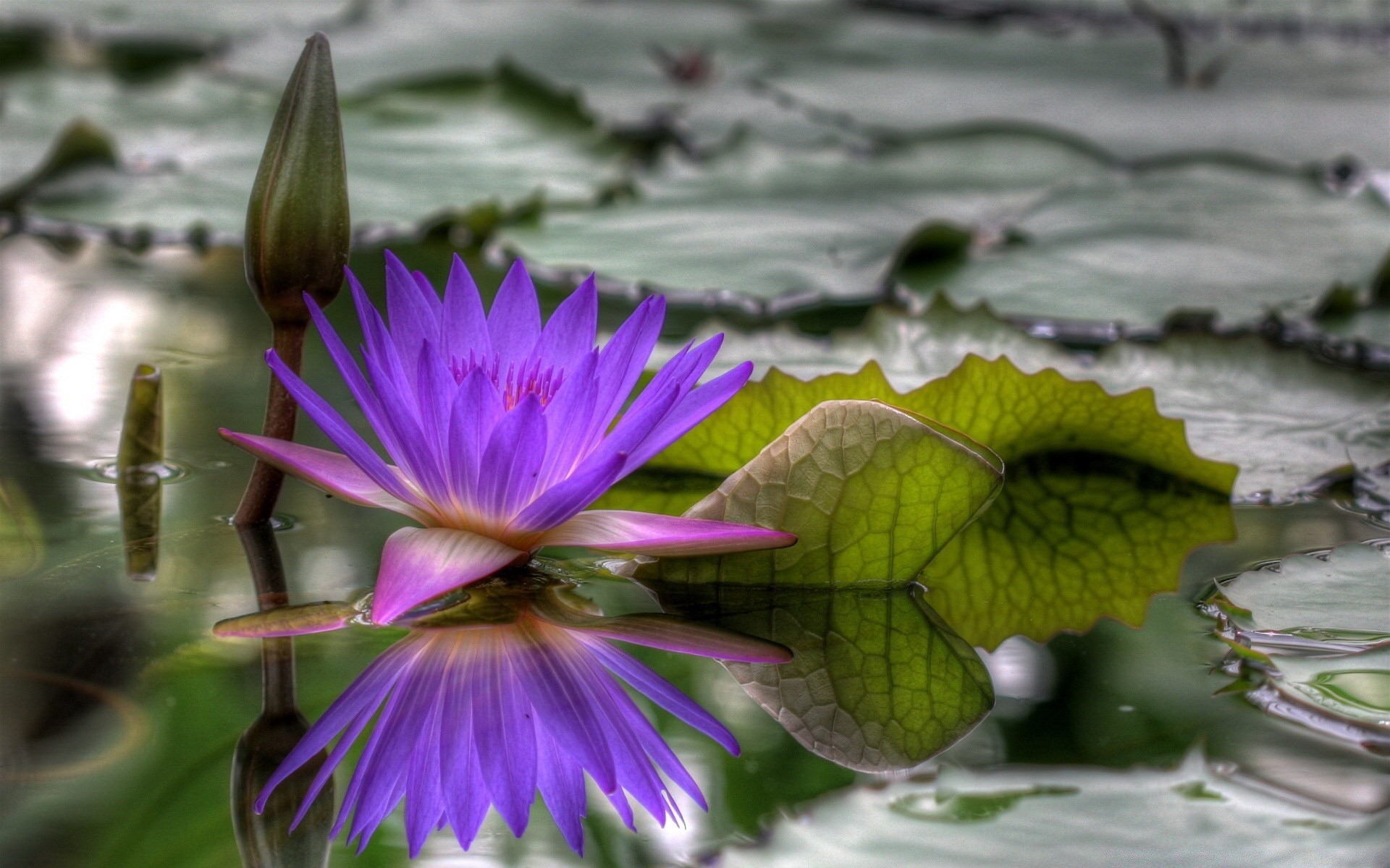 flowers flower lotus nature leaf pool lily flora blooming summer petal garden waterlily swimming exotic beautiful floral close-up wild tropical