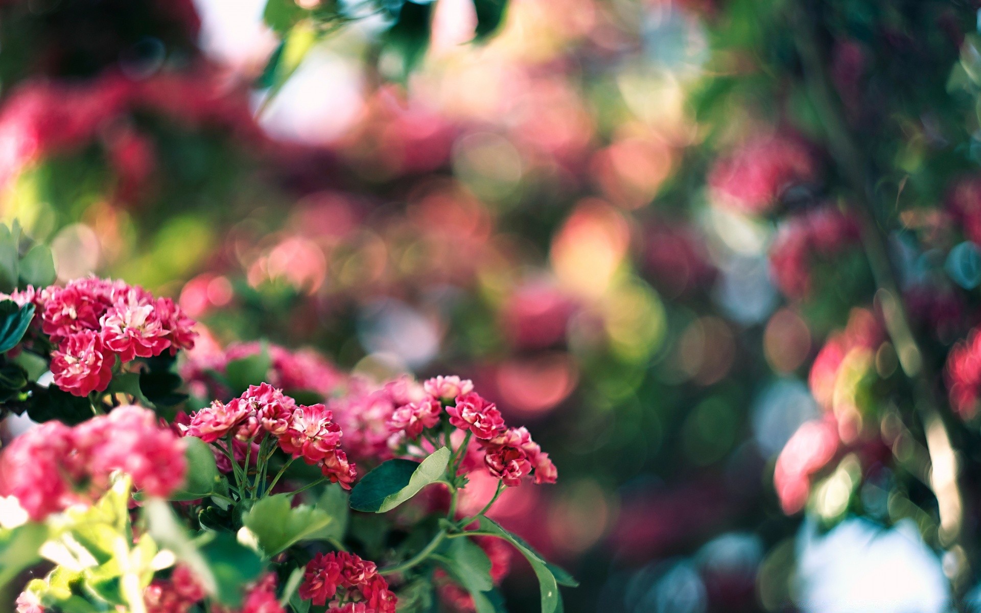 花 花 自然 花园 叶 夏天 植物 玫瑰 颜色 生长 花 明亮 户外 盛开