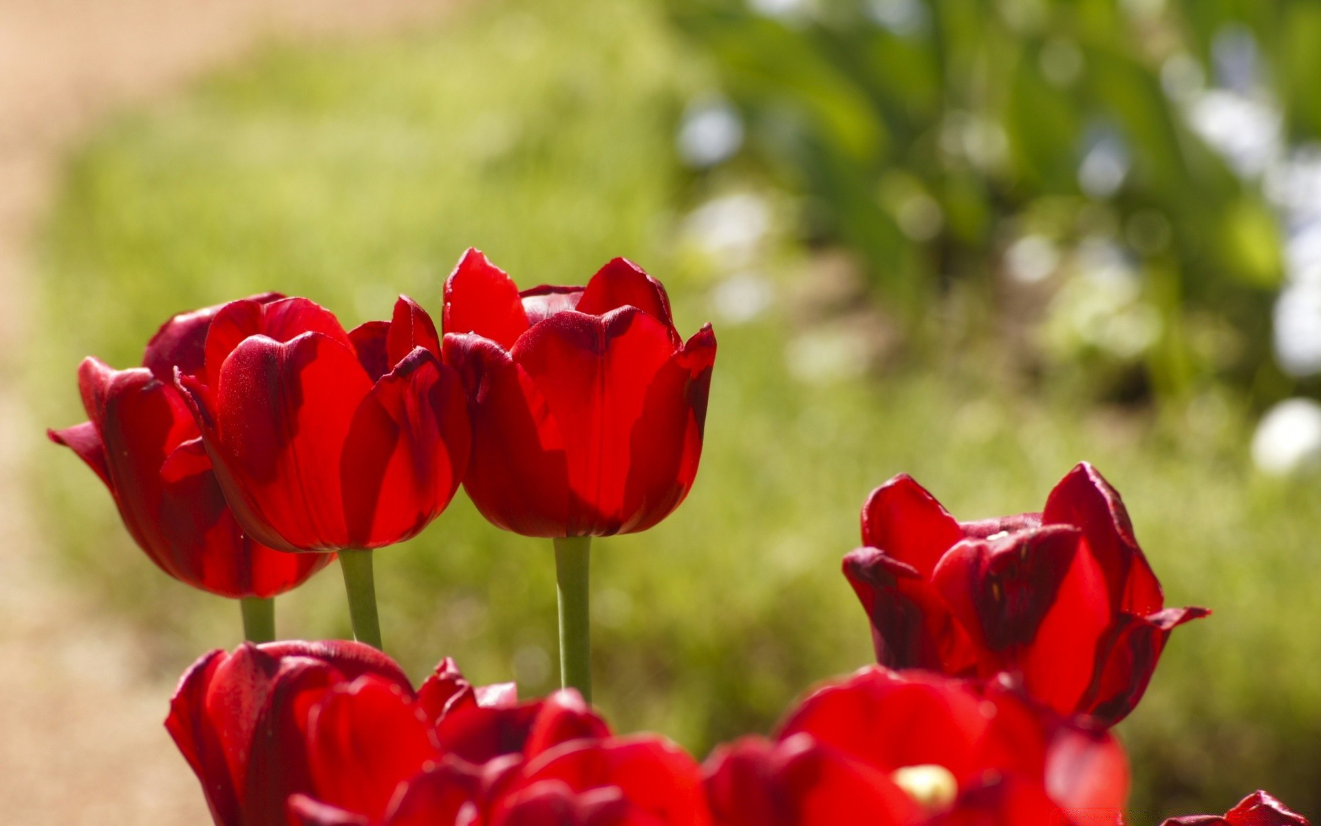 çiçekler doğa çiçek bahçe flora lale yaprak çiçek renk petal çiçeklenme yaz parlak alan büyüme açık havada park aşk