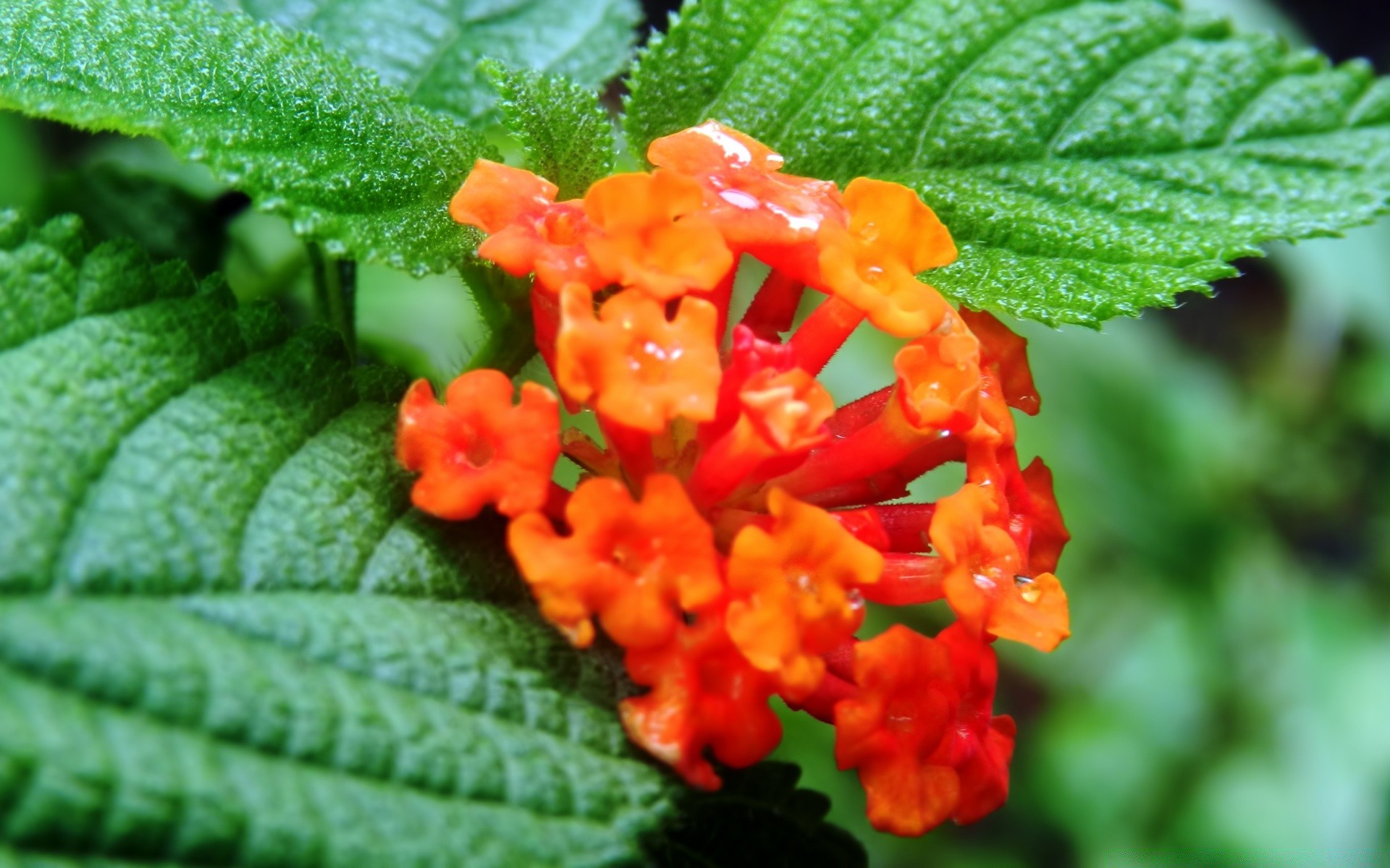 flowers nature leaf flora flower color garden summer close-up bright outdoors