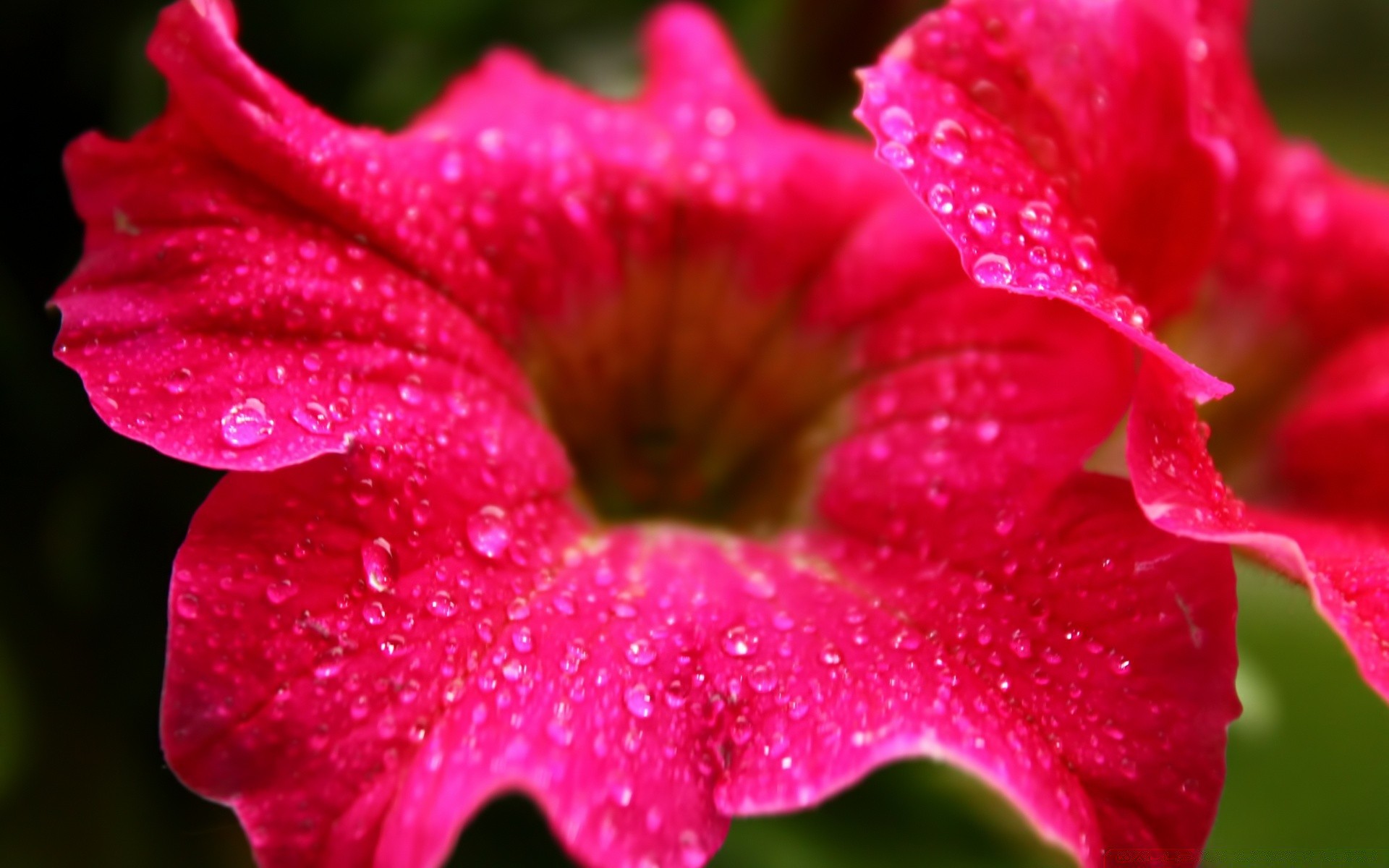 花 花 植物 自然 花园 颜色 夏天 露水 美丽 特写 花 叶 花瓣 盛开 明亮 雨 公园 植物 热带