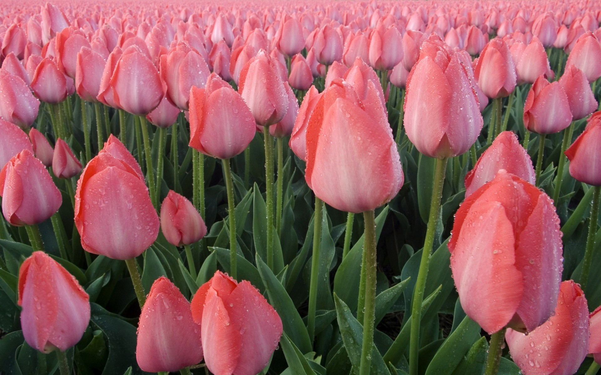 flowers flower tulip nature leaf flora garden summer petal floral color blooming bright outdoors park season bouquet field growth vibrant