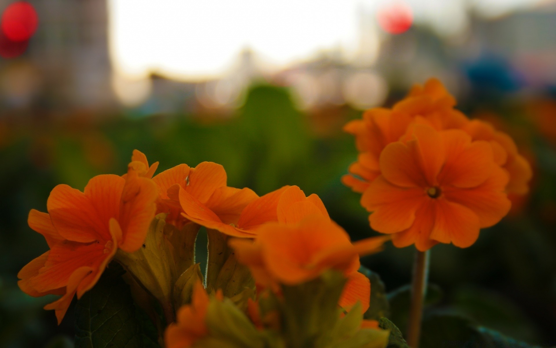 çiçekler çiçek doğa flora yaprak bahçe yaz renk çiçek açan petal çiçek büyüme açık havada güzel havalarda buket parlak