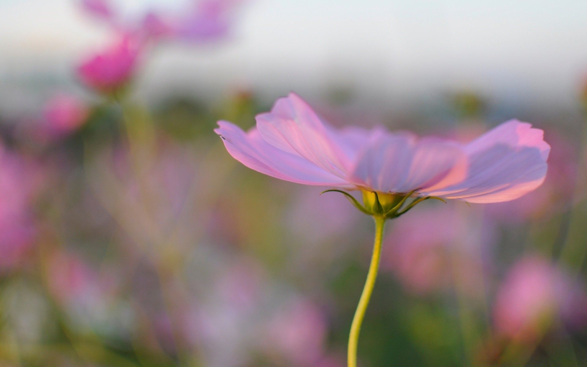 çiçekler doğa çiçek yaz flora parlak bahçe yaprak renk büyüme güzel hava yakın çekim açık havada petal alan güneş çimen çiçek çiçek açan saman otu