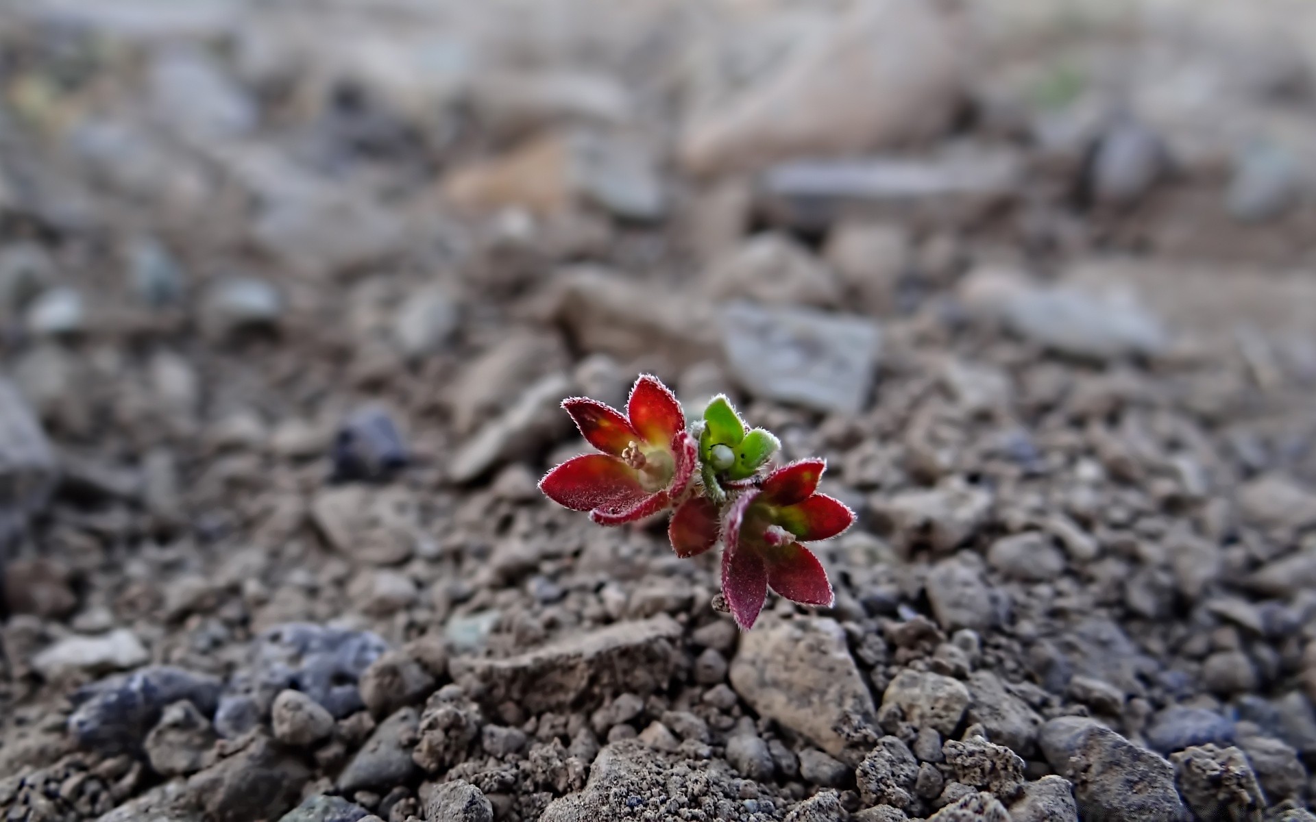 flowers nature ground soil outdoors summer ball-shaped little leaf flora close-up