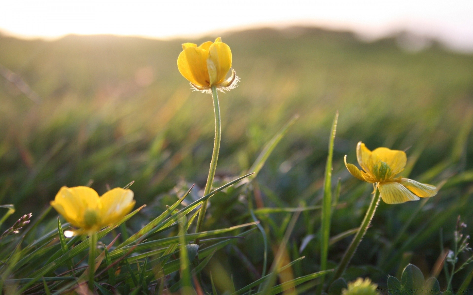 flowers nature flower grass field flora outdoors summer hayfield fair weather floral leaf garden wild blooming bright rural sun growth color