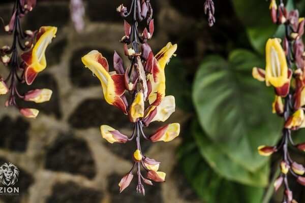 Formas inusuales de flores naturales