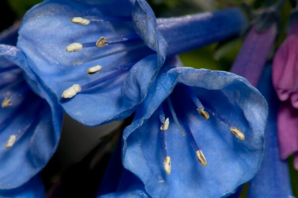 Blumenblatt in der Natur im Freien