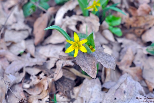 Gelbe Blume im trockenen Laub