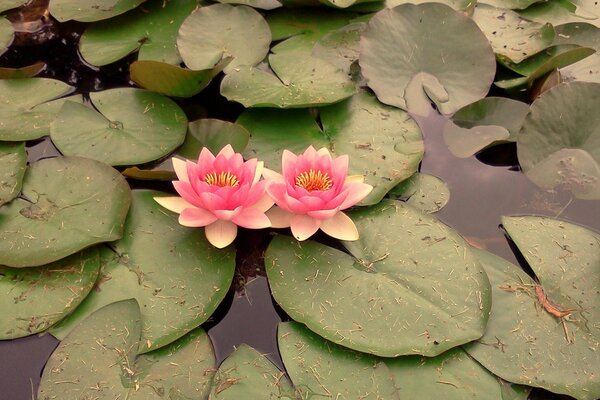 Lotus flowers among the leaves