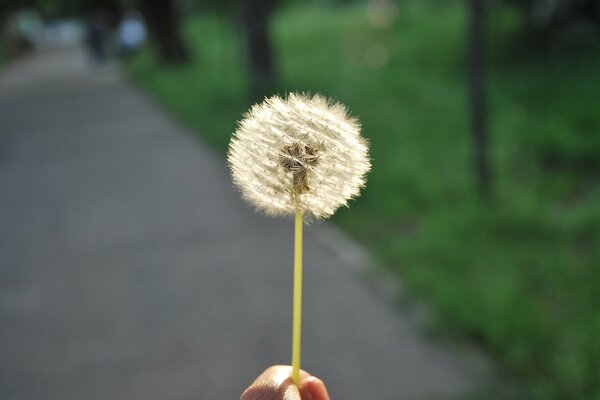 Fluffy dandelion in the girl s hand