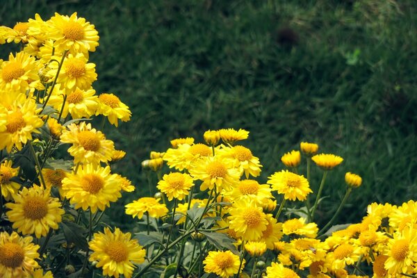 Beaucoup de belles fleurs jaunes