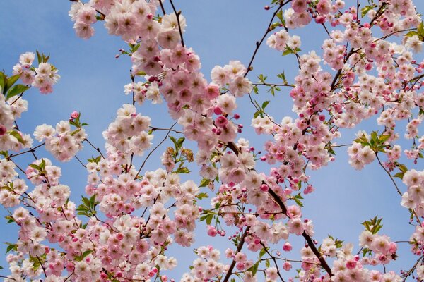 Flor de cerezo contra el cielo