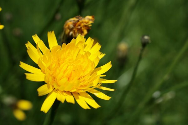 Pissenlit en fleurs dans l herbe