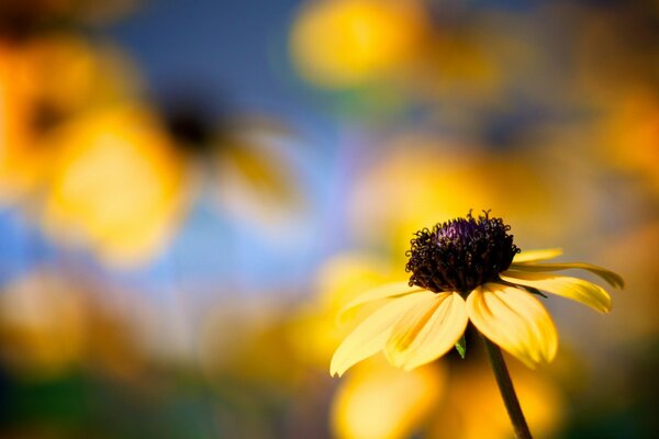 Gros plan de fleur jaune