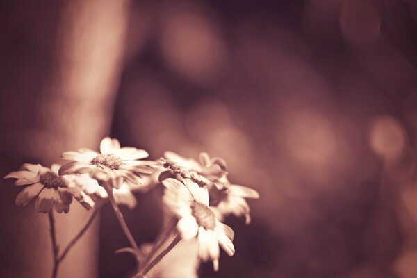 Hermosas flores borrosas debajo del filtro