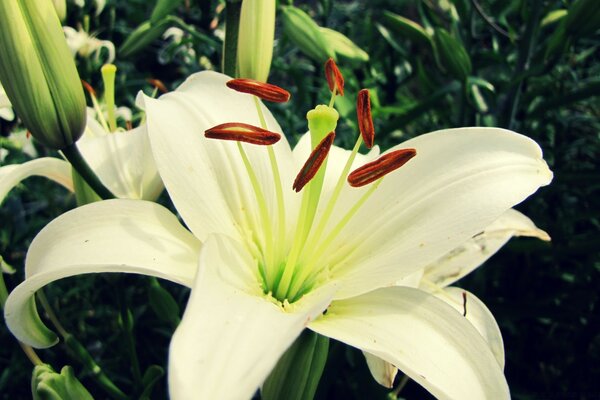 Flor de lírio branco close-up